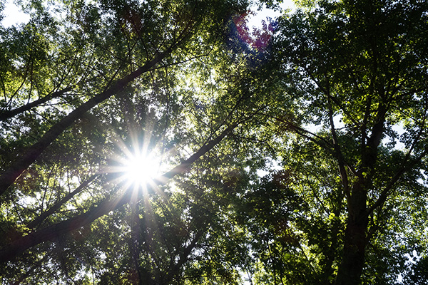 dieses Foto zeigt Bäume, durch die Sonne scheint